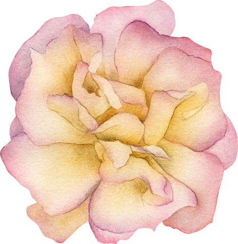 Watercolor rose illustration. Pink and yellow flower